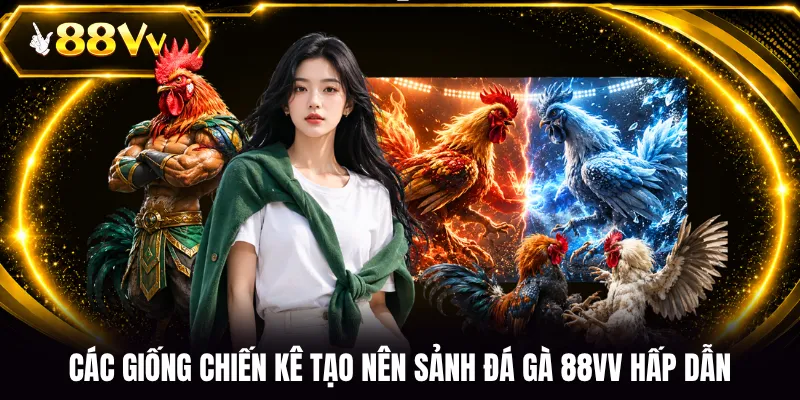 Các giống chiến kê tạo nên sảnh đá gà 88VV hấp dẫn