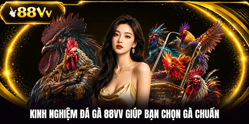 Kinh nghiệm đá gà 88VV giúp bạn chọn gà chuẩn